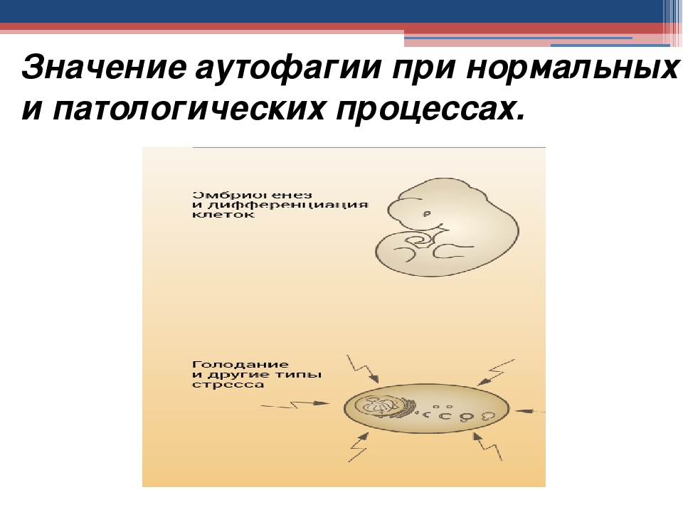 План голодания аутофагия