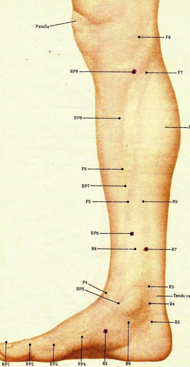 Лодыжка на ноге у человека анатомия.