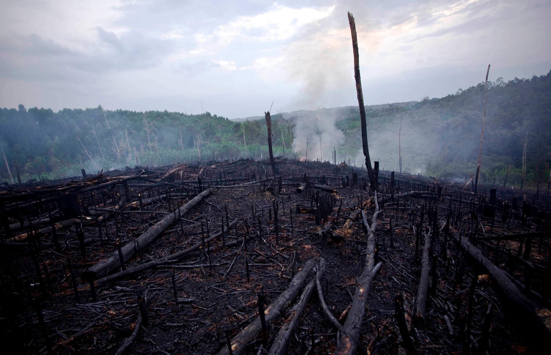 Вырубка лесов в Суматре
