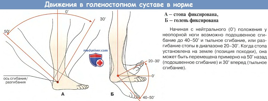 1 пр клонить колени. Голеностопный сустав оси движения. Объем движений в голеностопном суставе. Разгибание стопы в голеностопном суставе. Движения в голеностопном суставе нормы в углах.