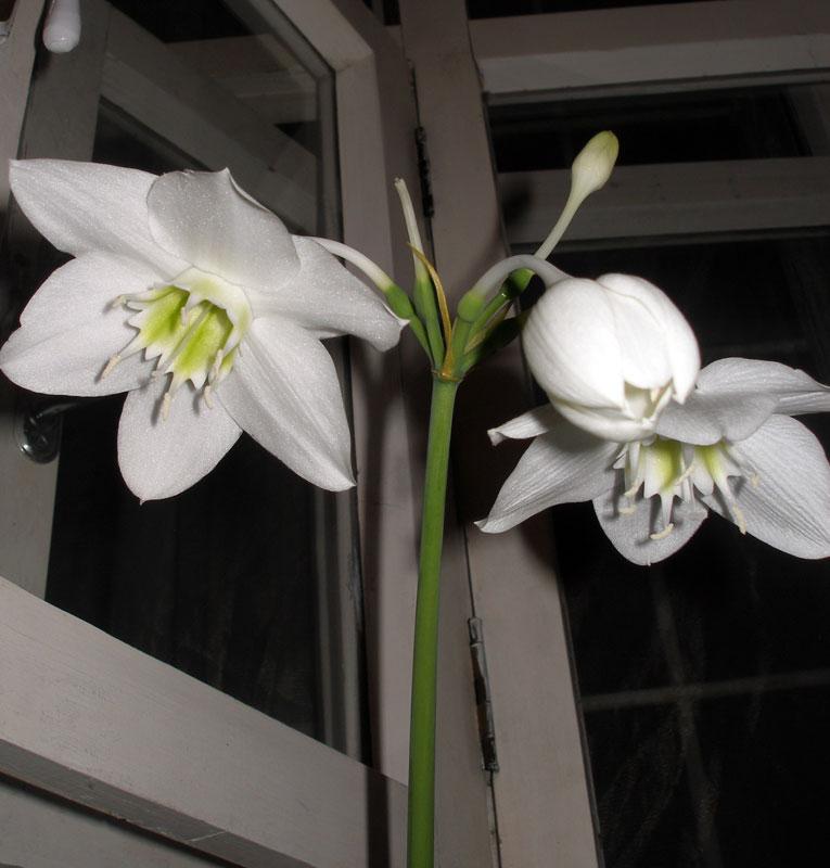 Белая лилия цветок фото комнатный