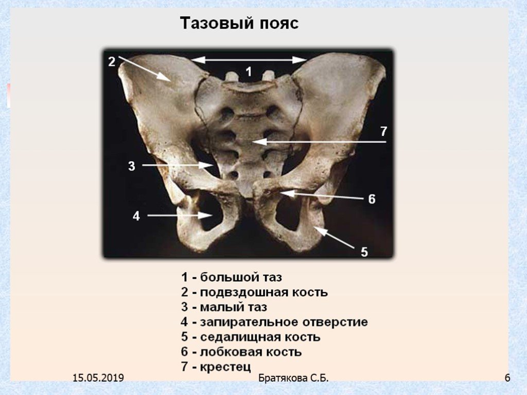 Кости таза название и фото