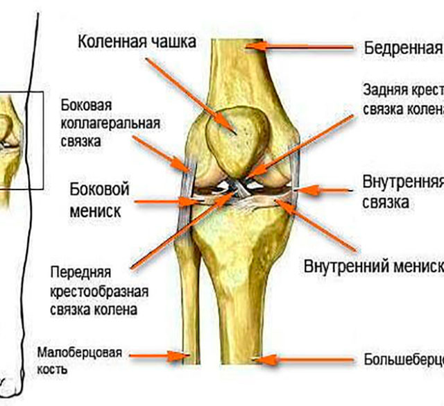 Мыщелки бедра. Строение мениска коленного сустава анатомия. Схема мениска коленного сустава. Задняя крестообразная связка коленного сустава анатомия. Коленный мениск анатомия.