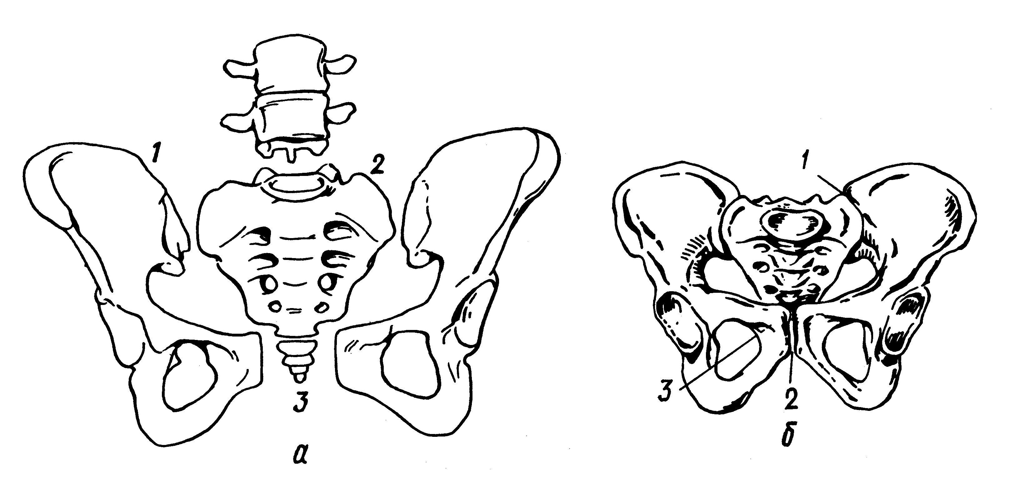 Скелет мужского таза вид спереди