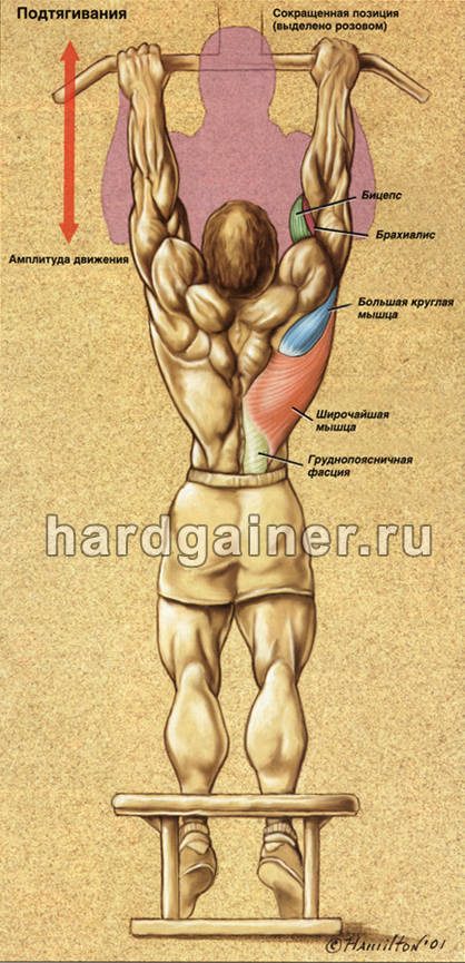 Какие мышцы работают при отжимании на брусьях в картинках