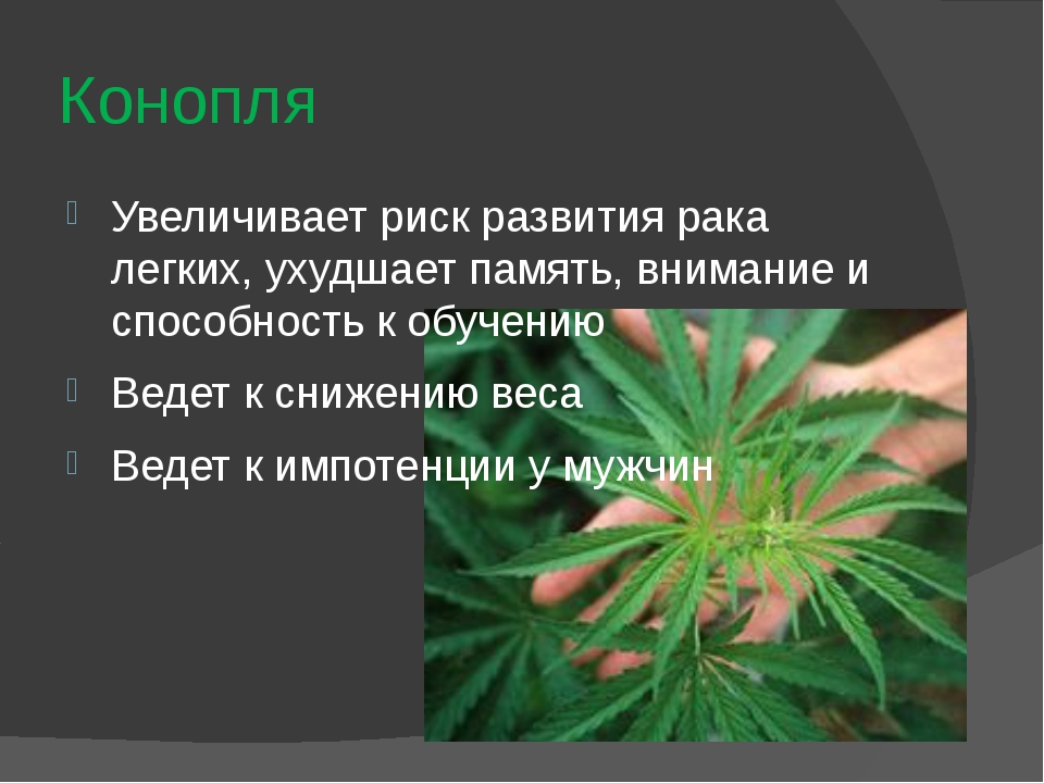 Курить коноплю вред и польза легализация марихуаны кыргызстан